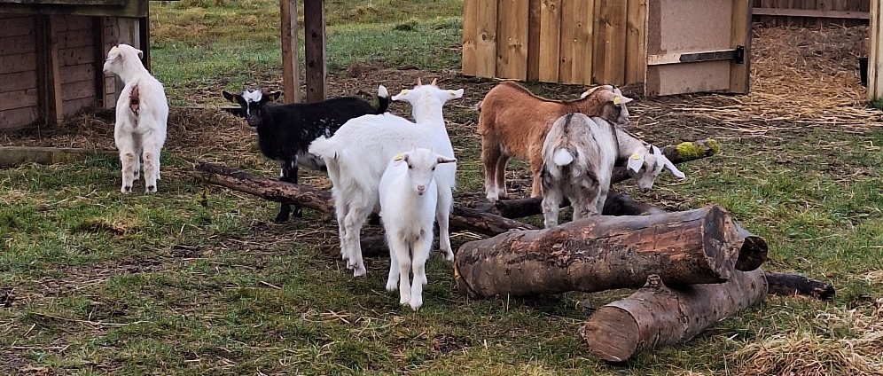 Spenden sammeln | Kinder Tierland | Spendenseite