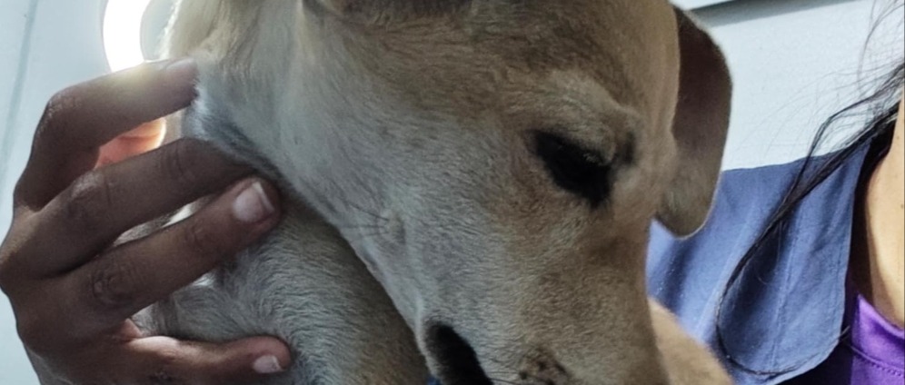 Spenden sammeln | Hilfe für 222 Tierheimhunde Notfälle | Spendenseite