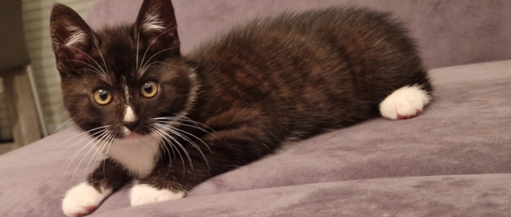 Spenden sammeln | Hilfe für meine Katze | Spendenseite