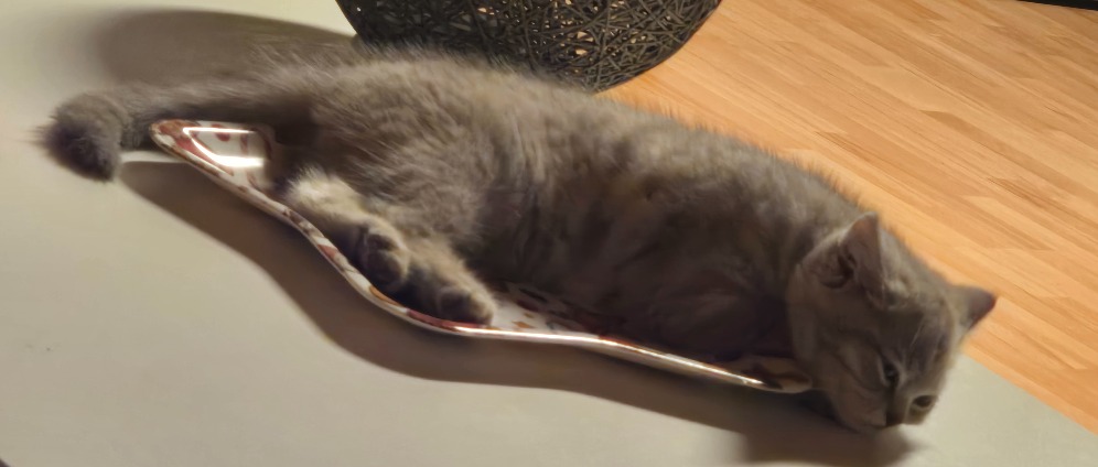 Spenden sammeln | Herzkranke Katze Kitten | Spendenseite
