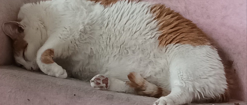 Spenden sammeln | Mein Kater Charlie ist Krank bitte helft uns | Spendenseite