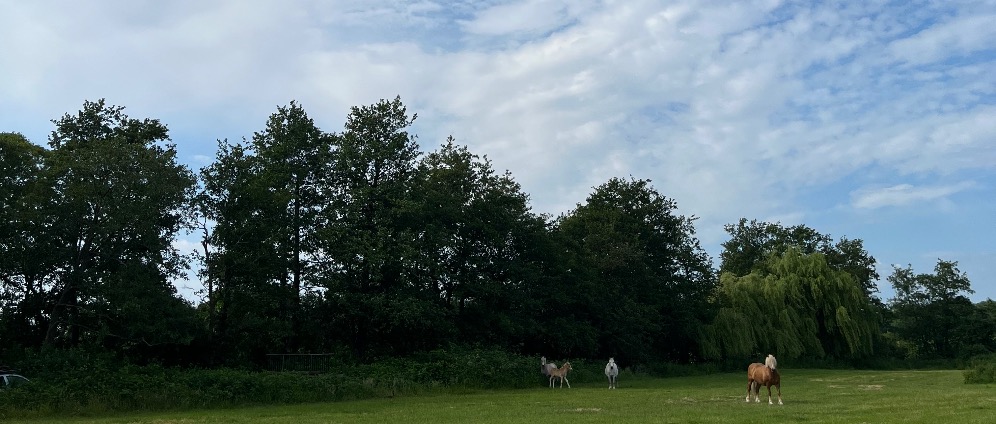 Spenden sammeln | Chat verde Therapie Wellness | Spendenseite