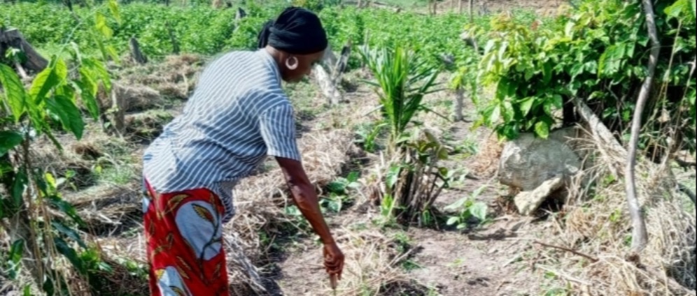 Spenden sammeln | Einen Bauernhof in West Afrika retten | Spendenseite