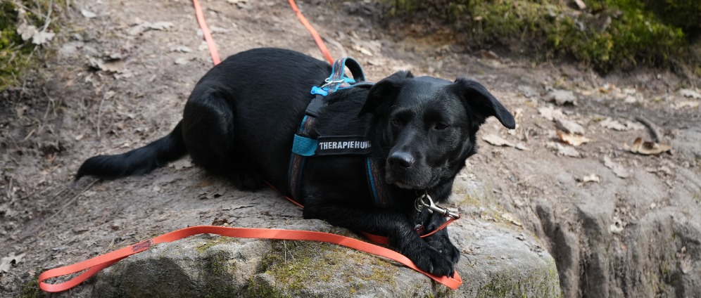 Spenden sammeln | Assistenzhund | Spendenseite
