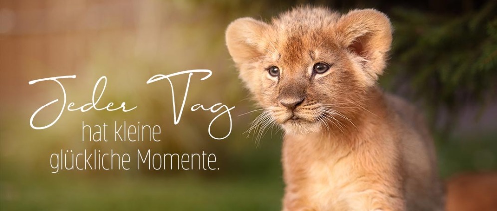 Spenden sammeln | Safari für Alina 5 | Spendenseite