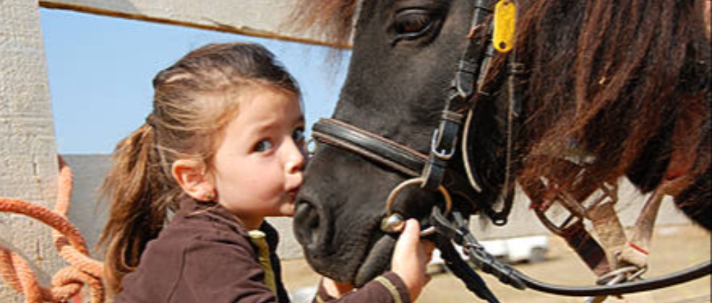 Spenden sammeln | Ponyhof sucht Unterstützung | Spendenseite