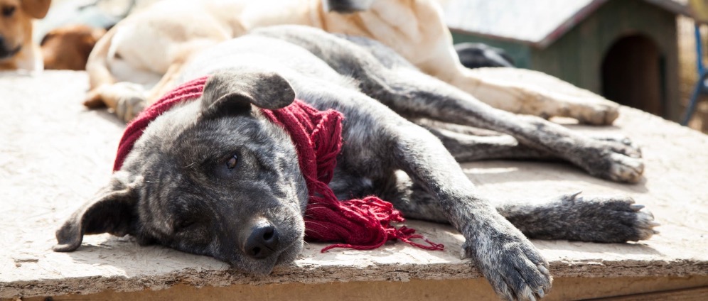 Spenden sammeln | Hilfe für Tiere in Not!! Gnadenhof und Therapiehof | Spendenseite