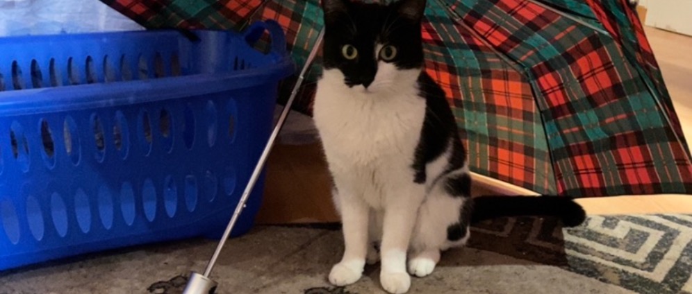 Spenden sammeln | Katze Not op | Spendenseite