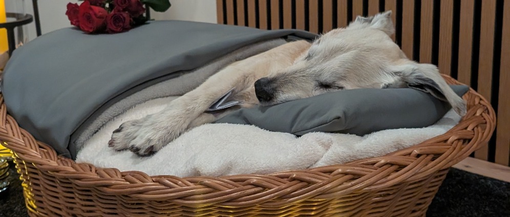 Spenden sammeln | Bestattung und Tierarztkosten für Capper | Spendenseite