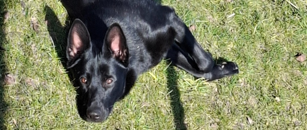 Spenden sammeln | Schulhund Toni für die Kinder | Spendenseite