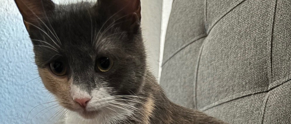 Spenden sammeln | Kastration Katze | Spendenseite