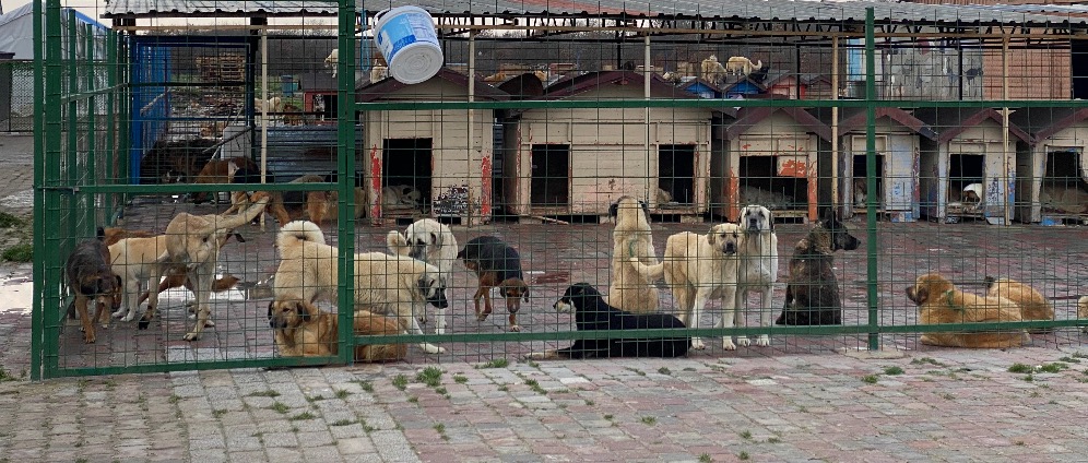 Spenden sammeln | Rettet die Straßenhunde in Silivri Türkei | Spendenseite
