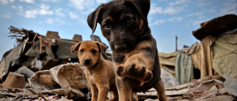 Spenden sammeln | Kranke verletzte Straßenhunde | Spendenseite