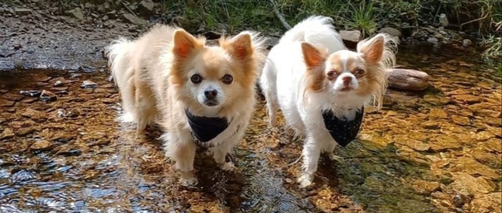 Spenden sammeln | Gismo möchte wieder laufen | Spendenseite