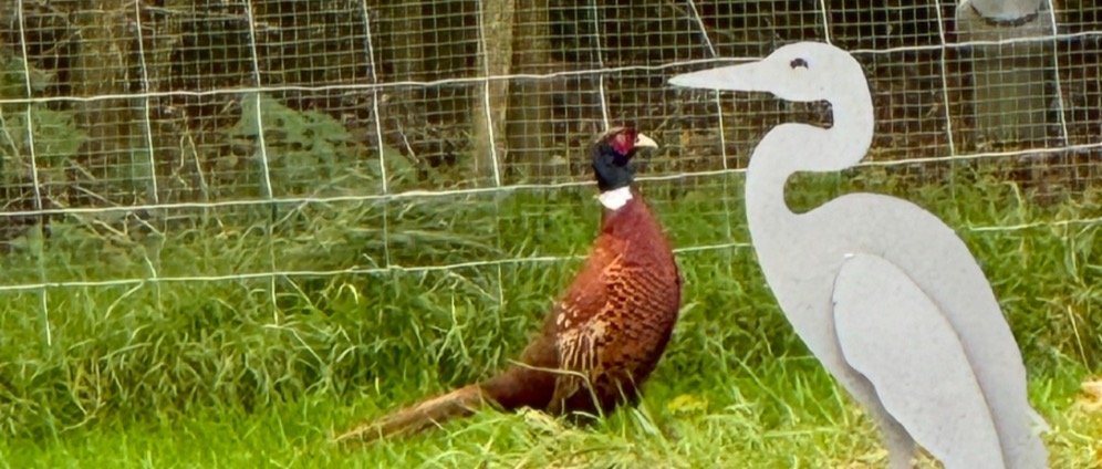 Spenden sammeln | Eine Wiese für Tiere | Spendenseite