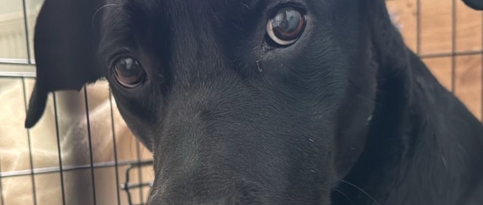 Spenden sammeln | Hilfe für meinen Hund und mich | Spendenseite