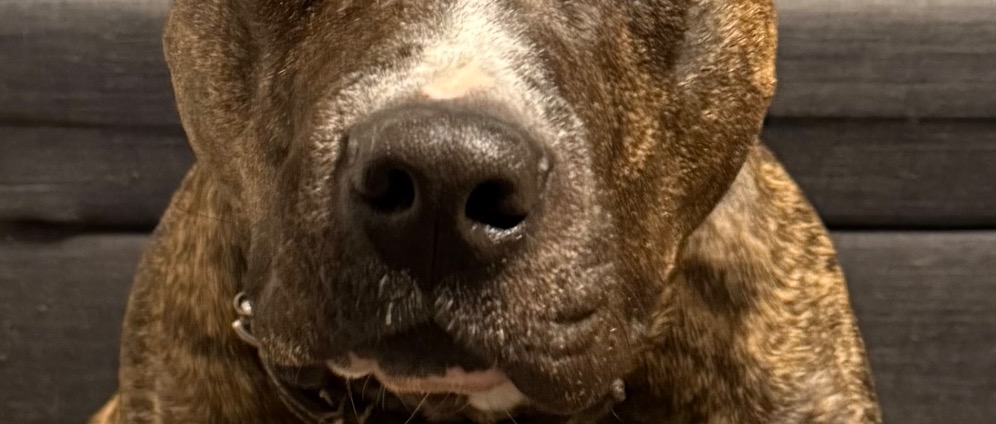 Spenden sammeln | Operation für meinen Hund Hulk | Spendenseite