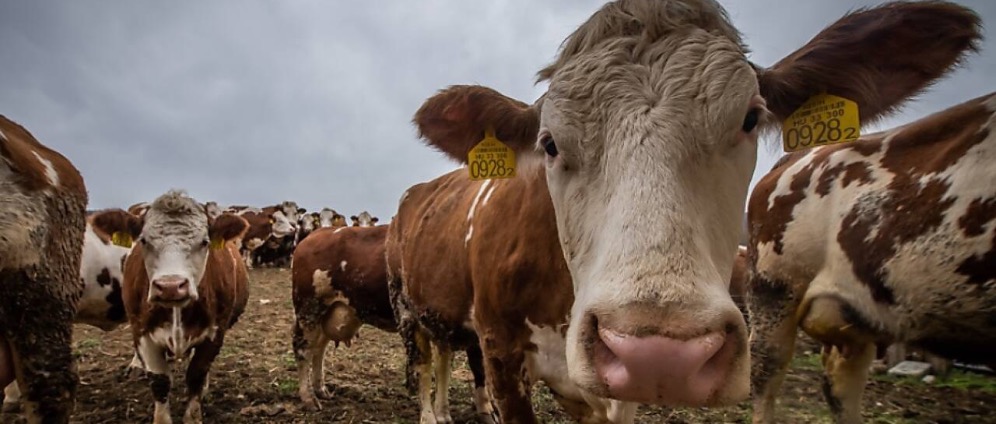 Spenden sammeln | VIRUS TÖTET UNSERE TIERE | Spendenseite