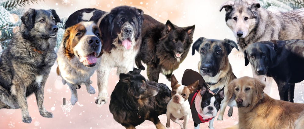 Spenden sammeln | Warme Plätze für alte Hunde und Ponys | Spendenseite