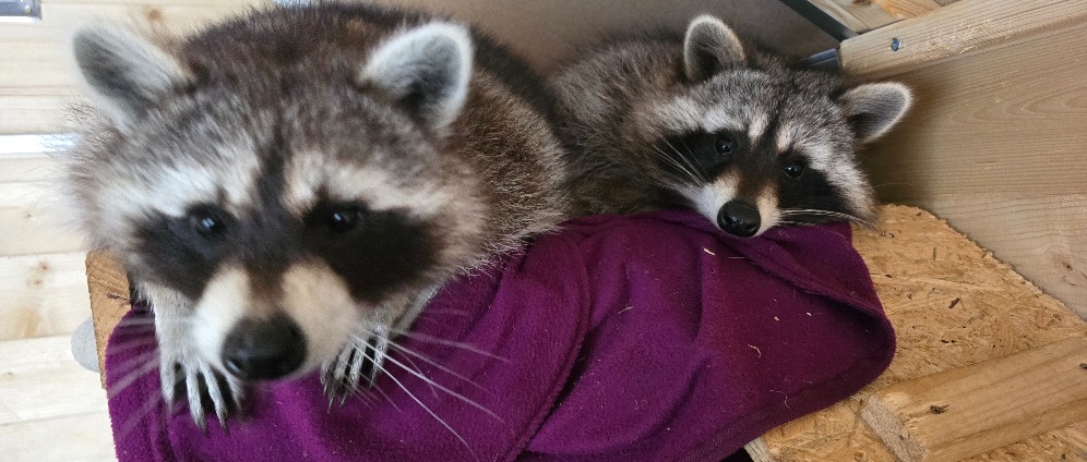 Spenden sammeln | Waschbär Gehege | Spendenseite