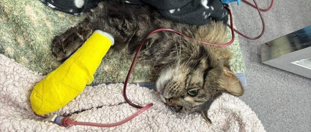 Spenden sammeln | Überlebenswichtige Medikamente für Kater und TA Re | Spendenseite