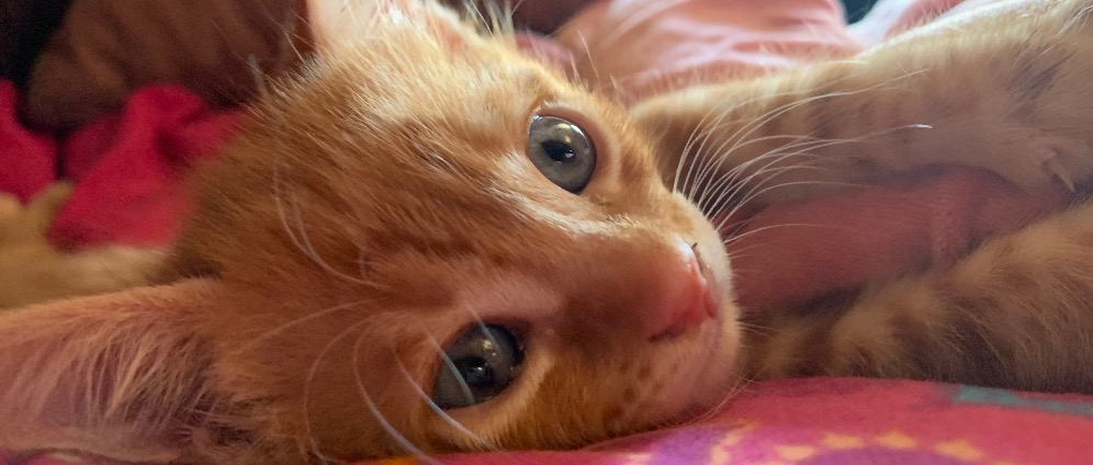 Spenden sammeln | Stoppt das töten von Katzenbabys | Spendenseite