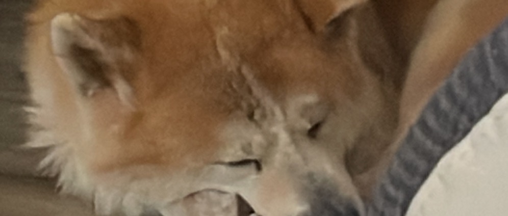 Spenden sammeln | Tiere in Not | Spendenseite
