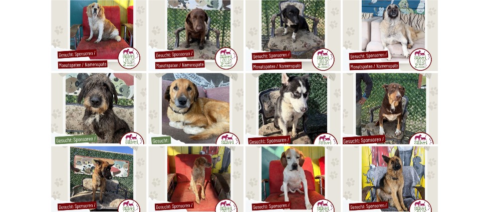 Spenden sammeln | Ausreisekosten für Hunde aus Silivri Türkei | Spendenseite