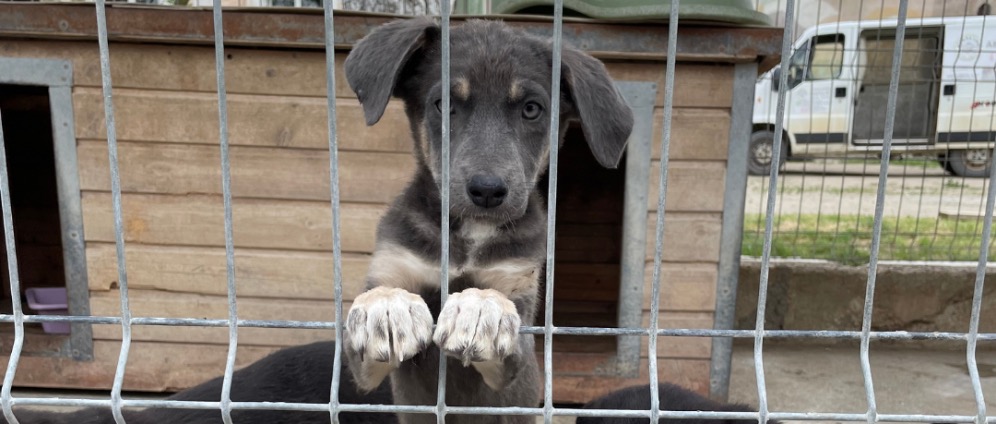Spenden sammeln | Mai 2025 Gemeinsam für das Tierheim FreeLife | Spendenseite
