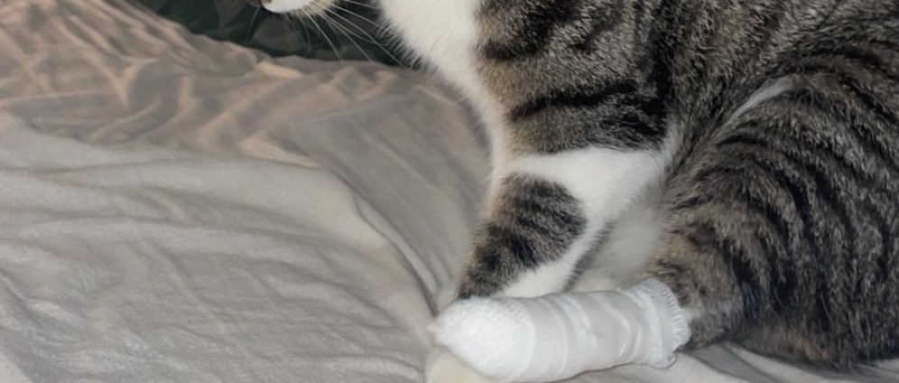 Spenden sammeln | Hilfe für Milo meine geliebte Katze kämpft ums Ü | Spendenseite