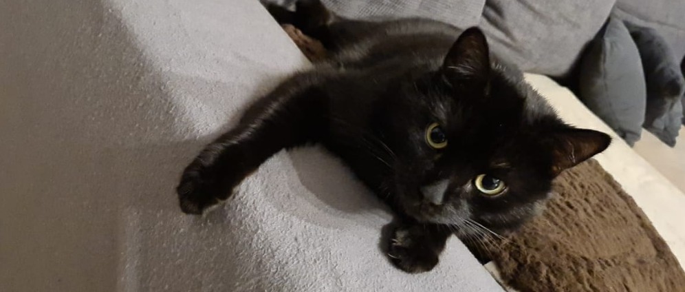 Spenden sammeln | Hilfe für meinen Kater Zorro Chance auf Heilung | Spendenseite