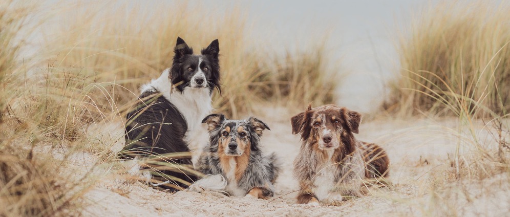 Spenden sammeln | Camper für Hundebesitzer mit Herz | Spendenseite