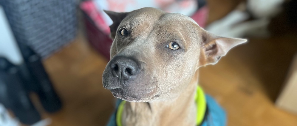 Spenden sammeln | Projekt mit Herz für Hunde | Spendenseite