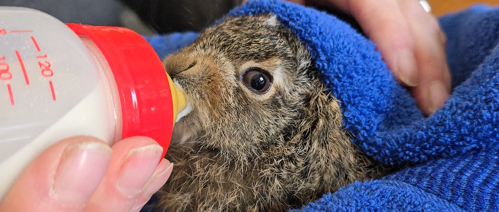 Spenden sammeln | Wildtiere in Not | Spendenseite