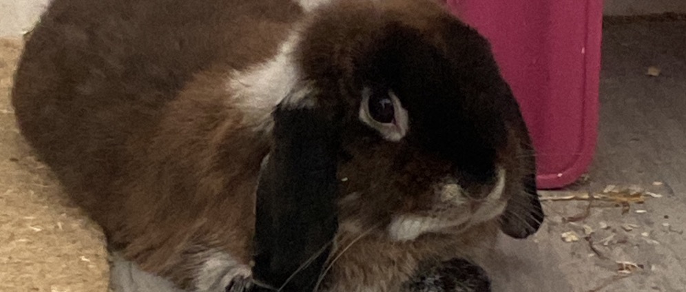 Spenden sammeln | Schnuffel s op | Spendenseite