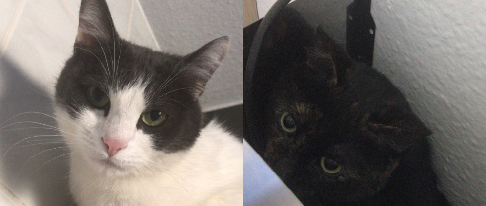 Spenden sammeln | Hilfe für mich und meine Katzen! | Spendenseite