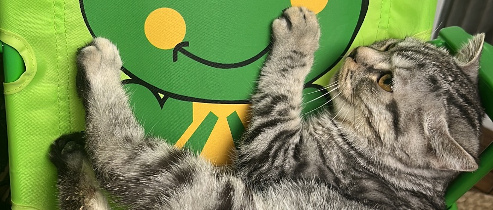 Spenden sammeln | Helfen sie meine Katze !! Bitte | Spendenseite