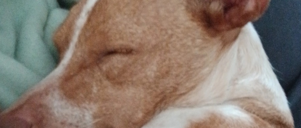 Spenden sammeln | Mein Straßen Hund aus Spanien | Spendenseite