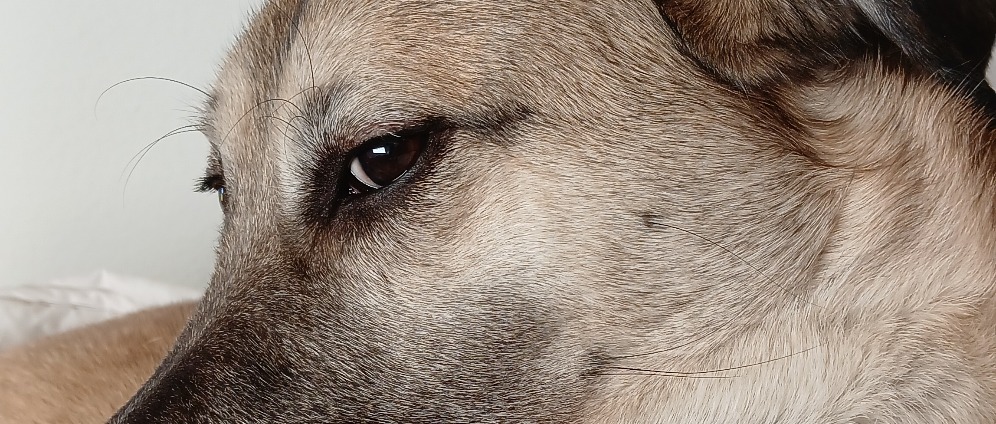 Spenden sammeln | Gründung einer Anlaufstelle für tierbesitzer in au | Spendenseite
