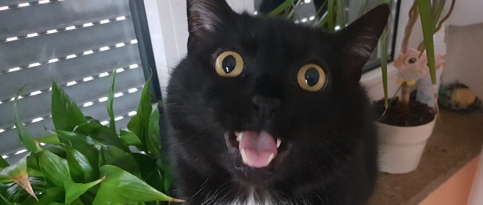 Spenden sammeln | Hilfe für meinen Kater | Spendenseite