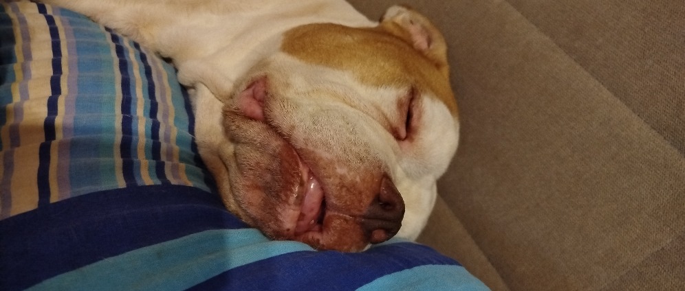 Spenden sammeln | Spende für meinen Hund | Spendenseite