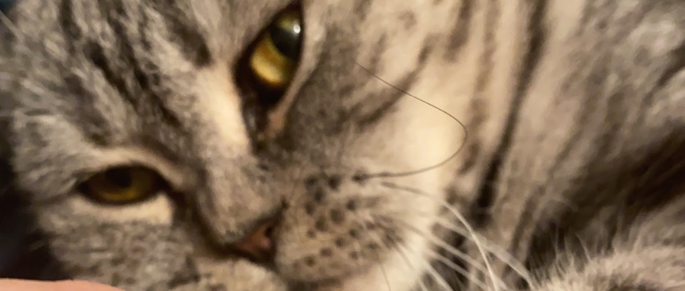 Spenden sammeln | Kranke Katze | Spendenseite