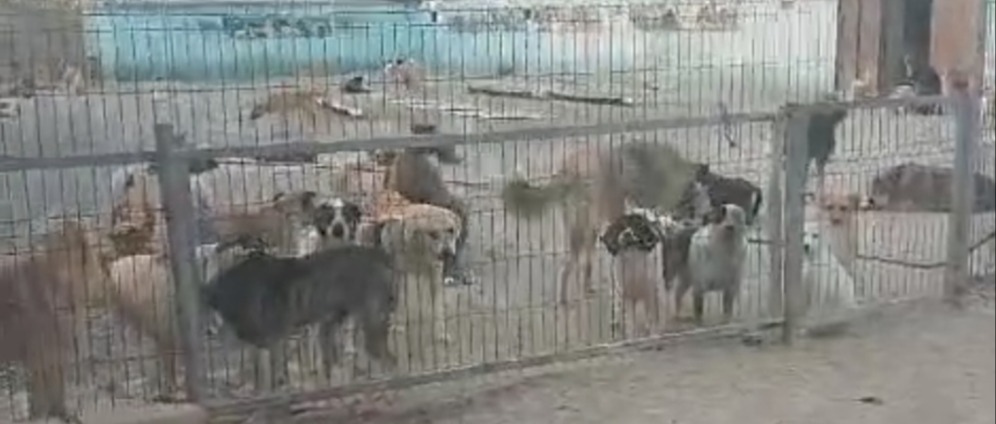 Spenden sammeln | Save animals Azarbajan | Spendenseite