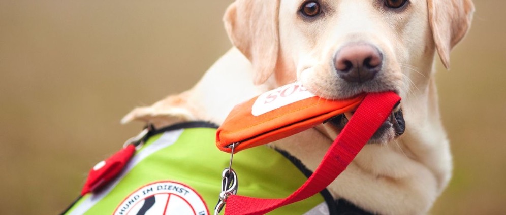 Spenden sammeln | Spenden für Assistenzhund | Spendenseite