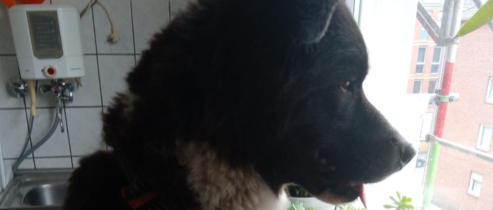 Spenden sammeln | Operation fur wisky | Spendenseite