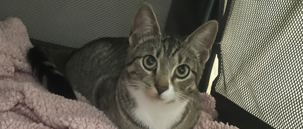 Spenden sammeln | Notfall Katze schwanger, Geburt bleibt aus seit | Spendenseite