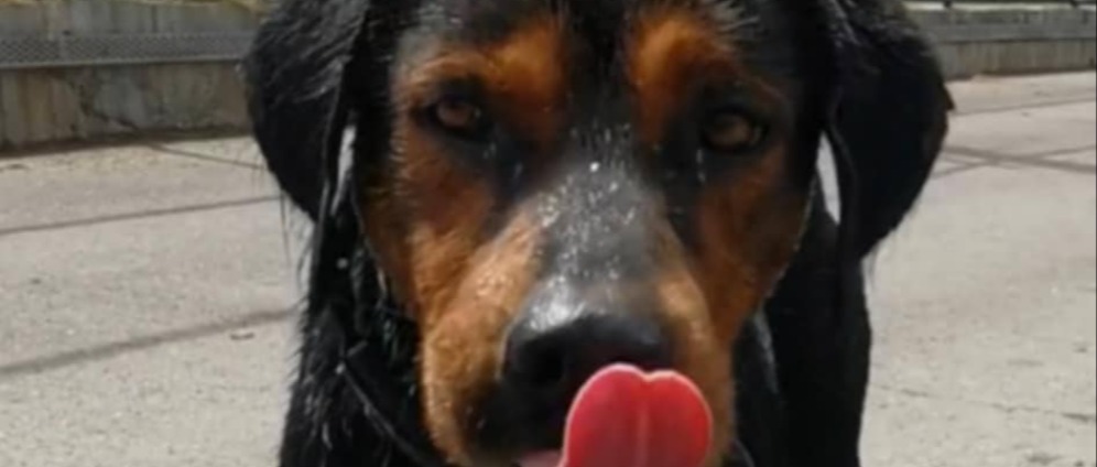 Spenden sammeln | Hund ein schönes Leben schenken | Spendenseite