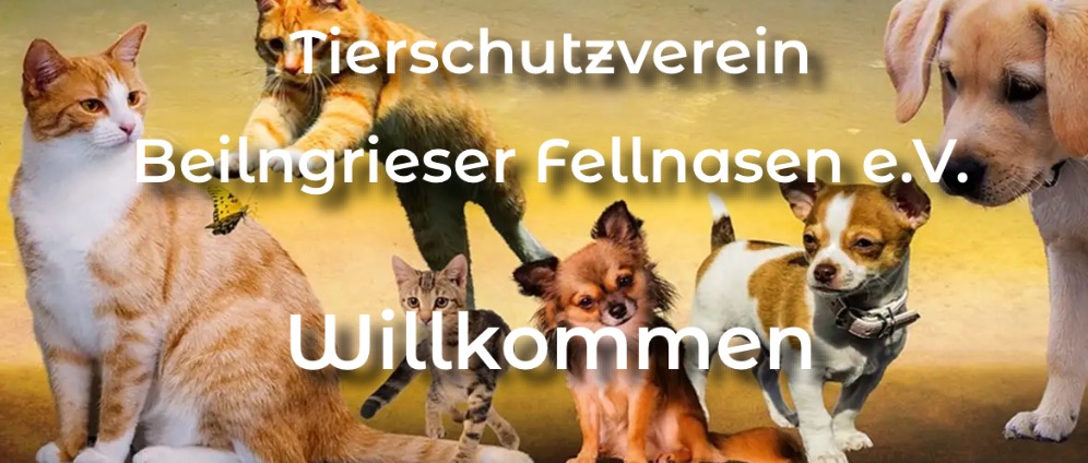 Spenden sammeln | Beilngrieser Fellnasen e.V | Spendenseite