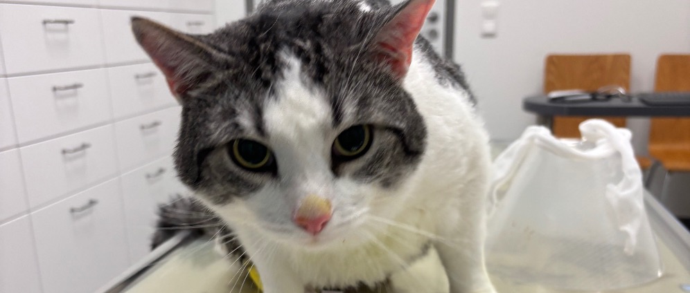 Spenden sammeln | Hilfe für unseren geliebten Kater | Spendenseite