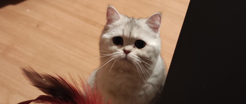Spenden sammeln | Katze mit Pyometra Retten, TA Kosten | Spendenseite
